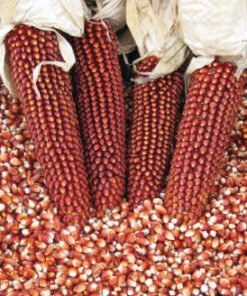 Alternative view of Red Corn/Maize For Sale