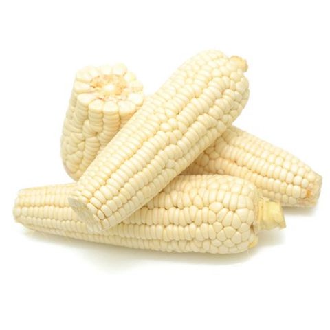 White Corn/Maize - Image 3