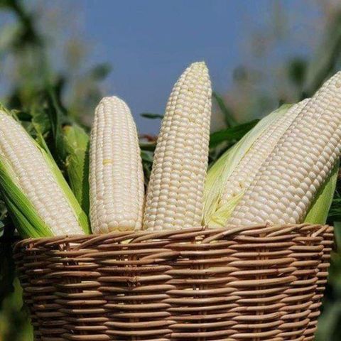 White Corn/Maize