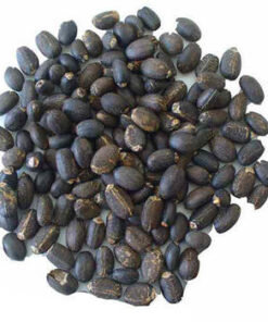 JATROPHA SEED(BEST QUALITY)